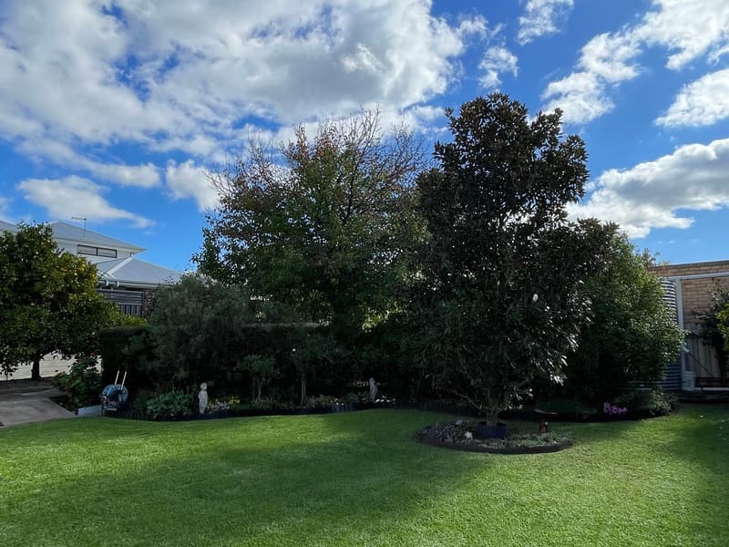 Freshly mown backyard lawn under a mature shade tree in Klemzig, Adelaide
