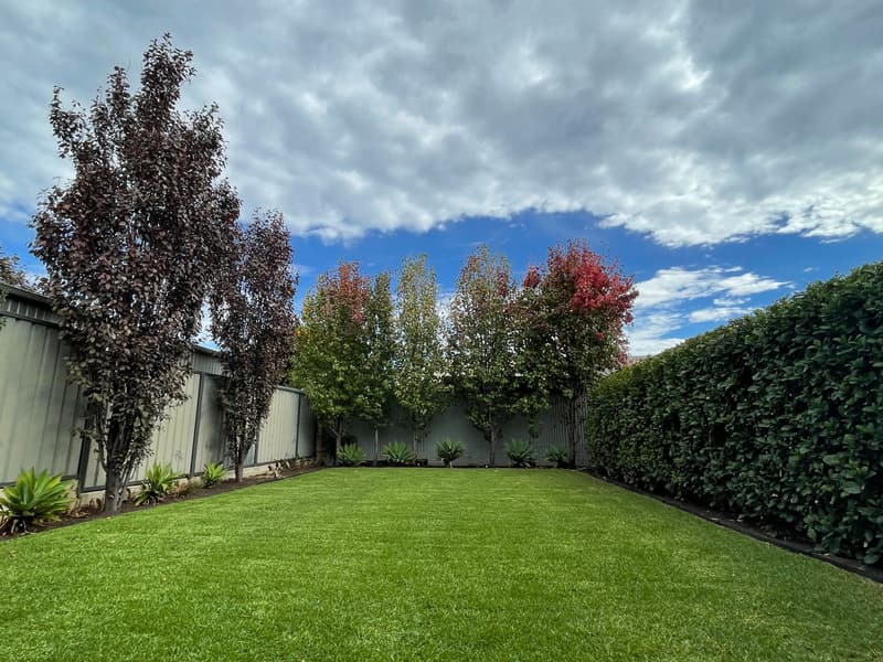Freshly mown backyard lawn framed by a clipped hedge in Broadview, Adelaide