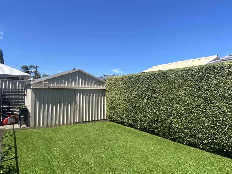Backyard lawn after mowing, with a clipped hedge along the fence line in Greenacres, Adelaide