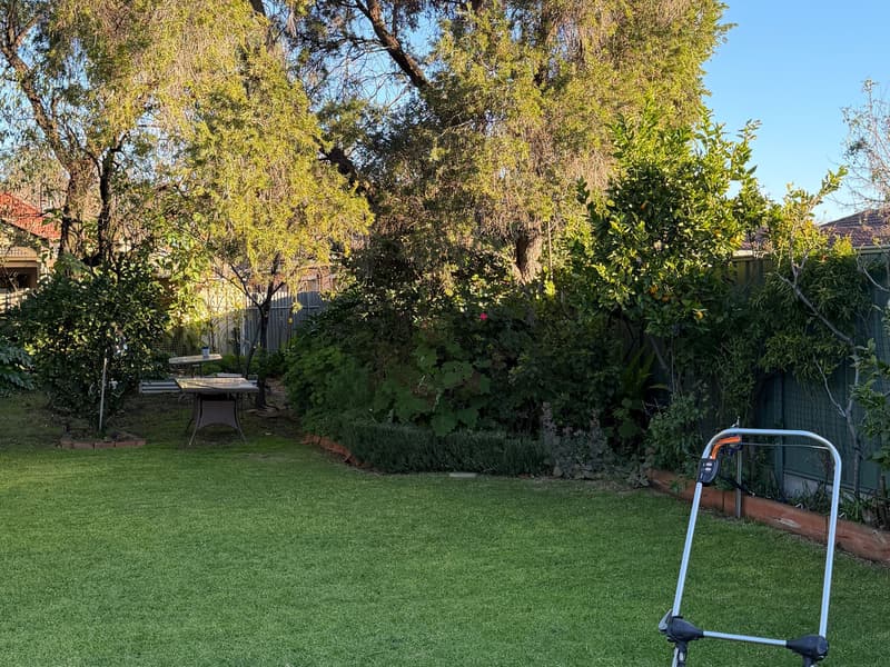 Backyard lawn after mowing, shaded by established trees in Nailsworth, Adelaide