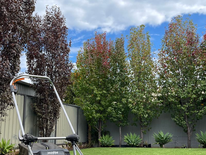 Pellenc Rasion 2 battery mower on a freshly cut backyard lawn in Broadview, Adelaide