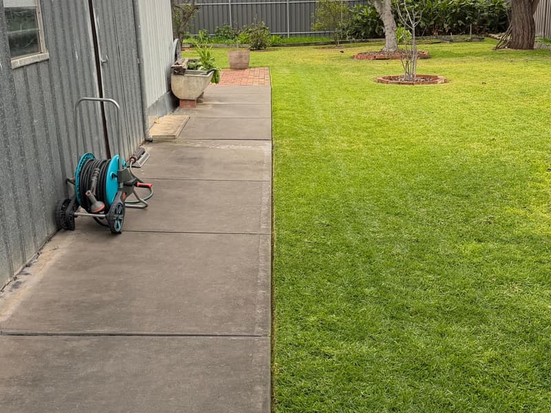 Brick-edged garden bed and mown lawn under a lemon tree in Broadview, Adelaide