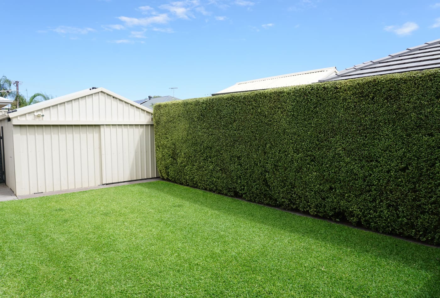Tall hedge trimmed square above a freshly mown backyard lawn in Greenacres, Adelaide