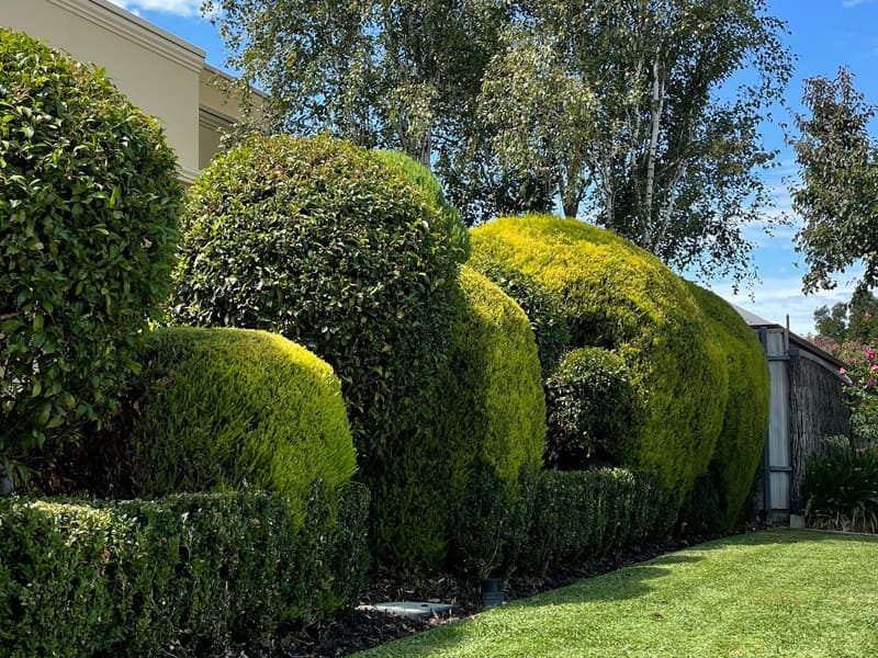 Trimmed hedging and tidy lawn in a front garden in Oakden, Adelaide