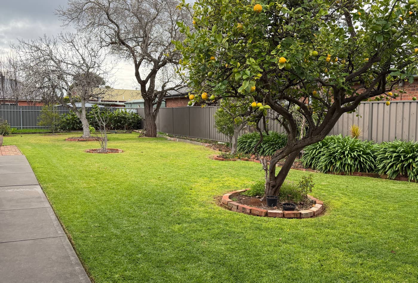 Established backyard with fruit trees and a freshly mown lawn in Broadview, Adelaide
