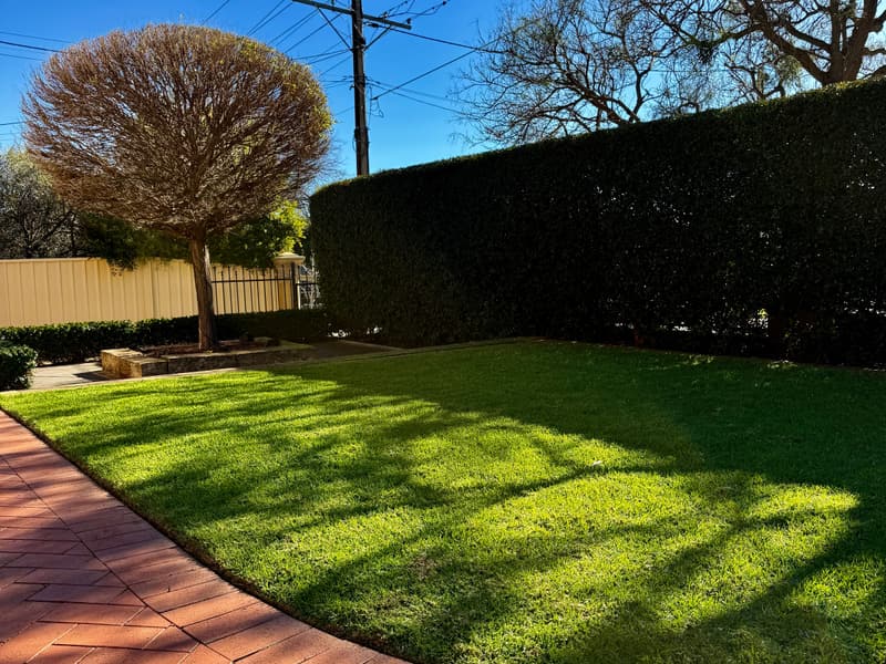 Mown front lawn enclosed by a tall clipped hedge in Prospect, Adelaide